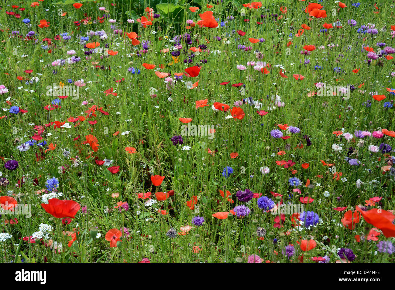 Colourful British English wildflowers Stock Photo Alamy