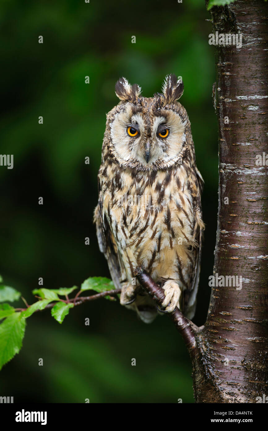 Eurasian Eagle Owl (Bubo Bubo) perched on a branch at dusk Stock Photo