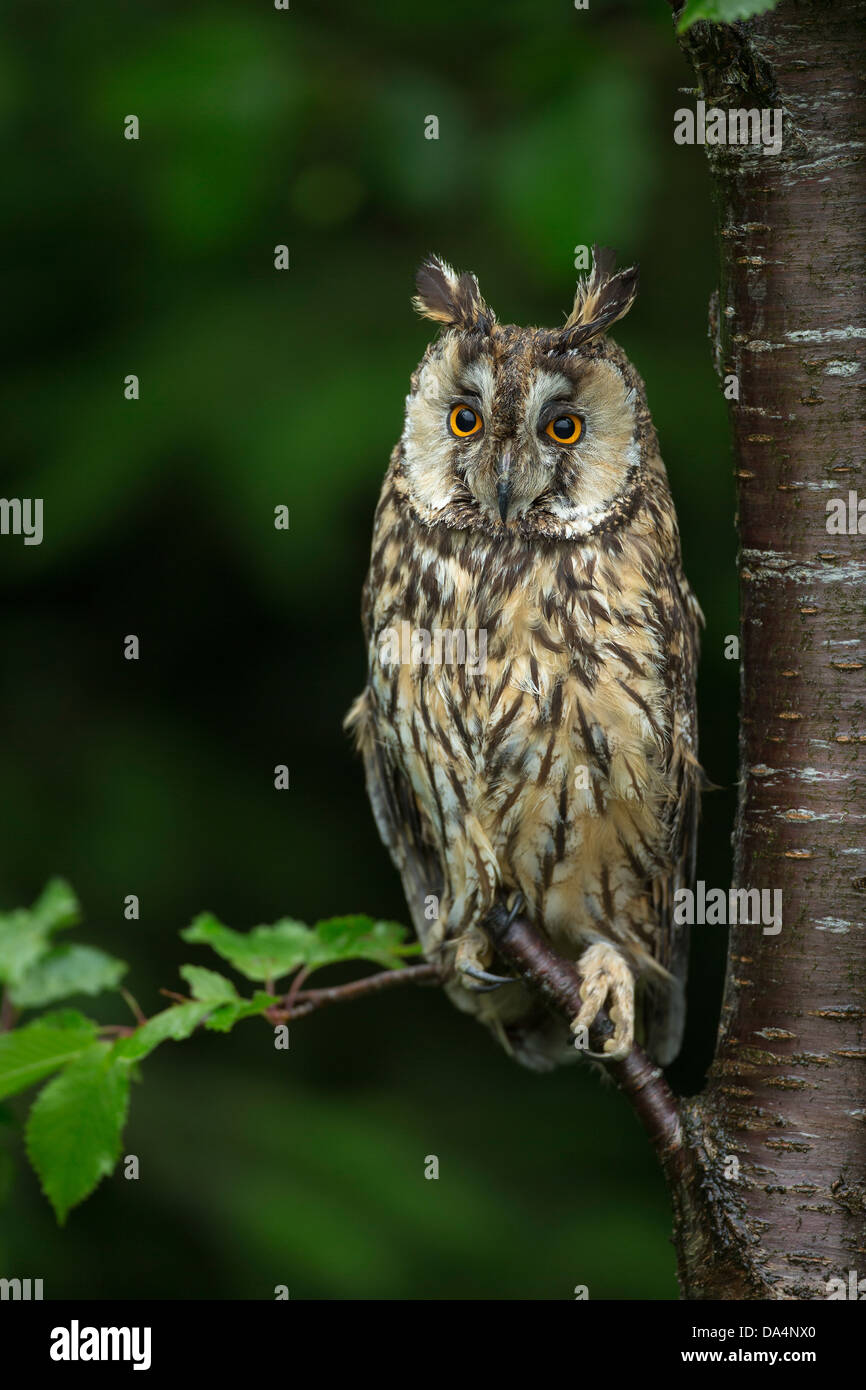 Eurasian Eagle Owl (Bubo Bubo) perched on a branch at dusk Stock Photo