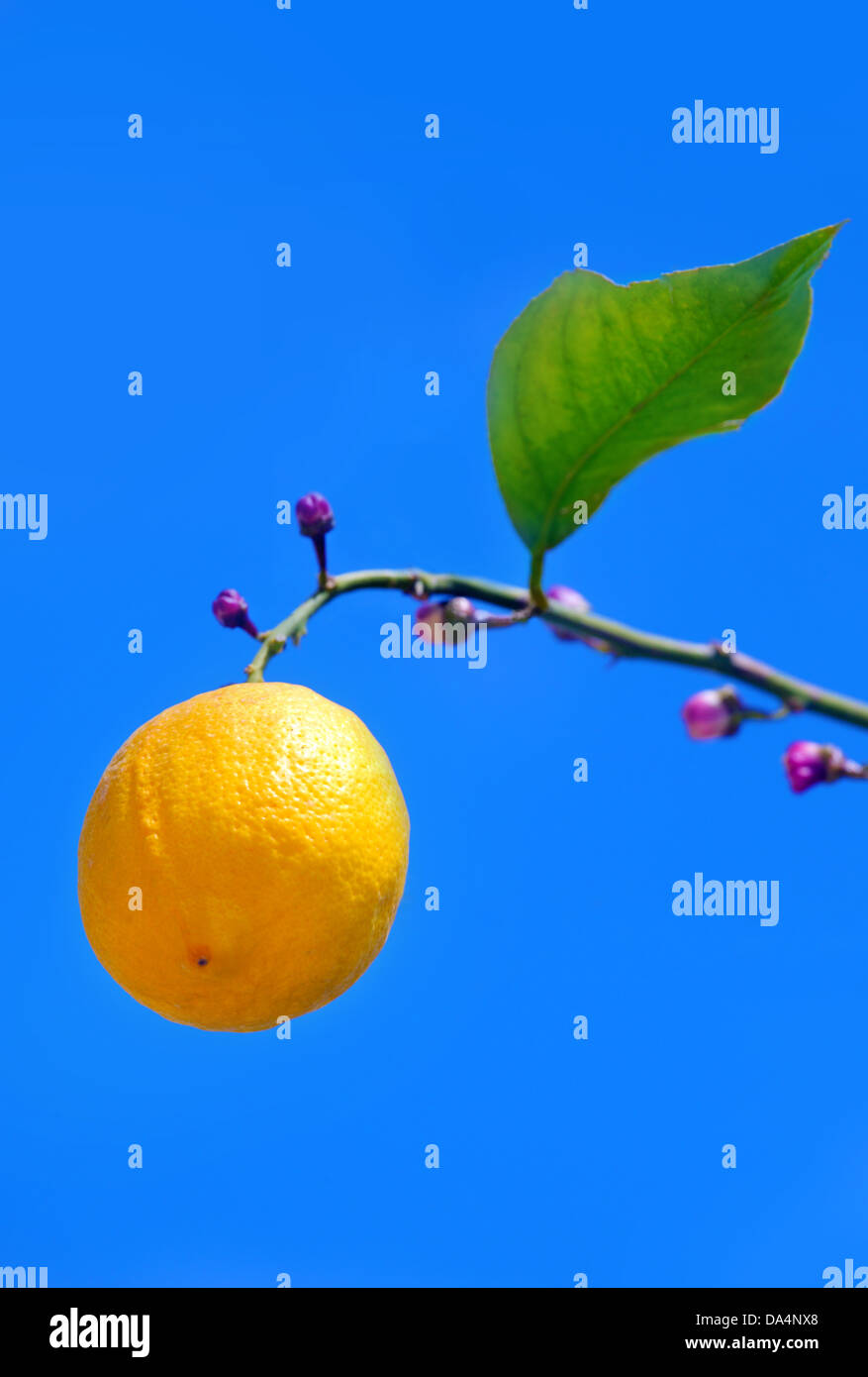 Lemon growing on lemon tree Stock Photo Alamy