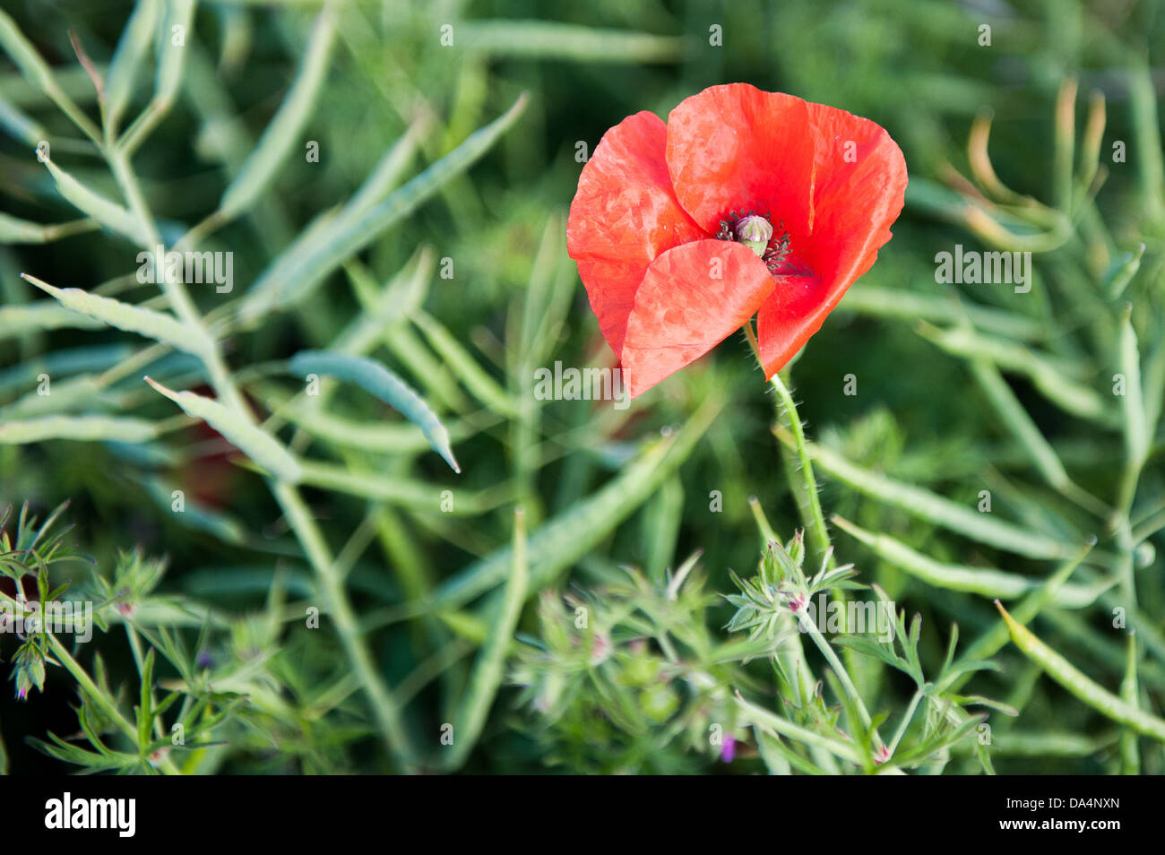 Poppy and seeds in a field near Salisbury Wiltshire Stock Photo Alamy