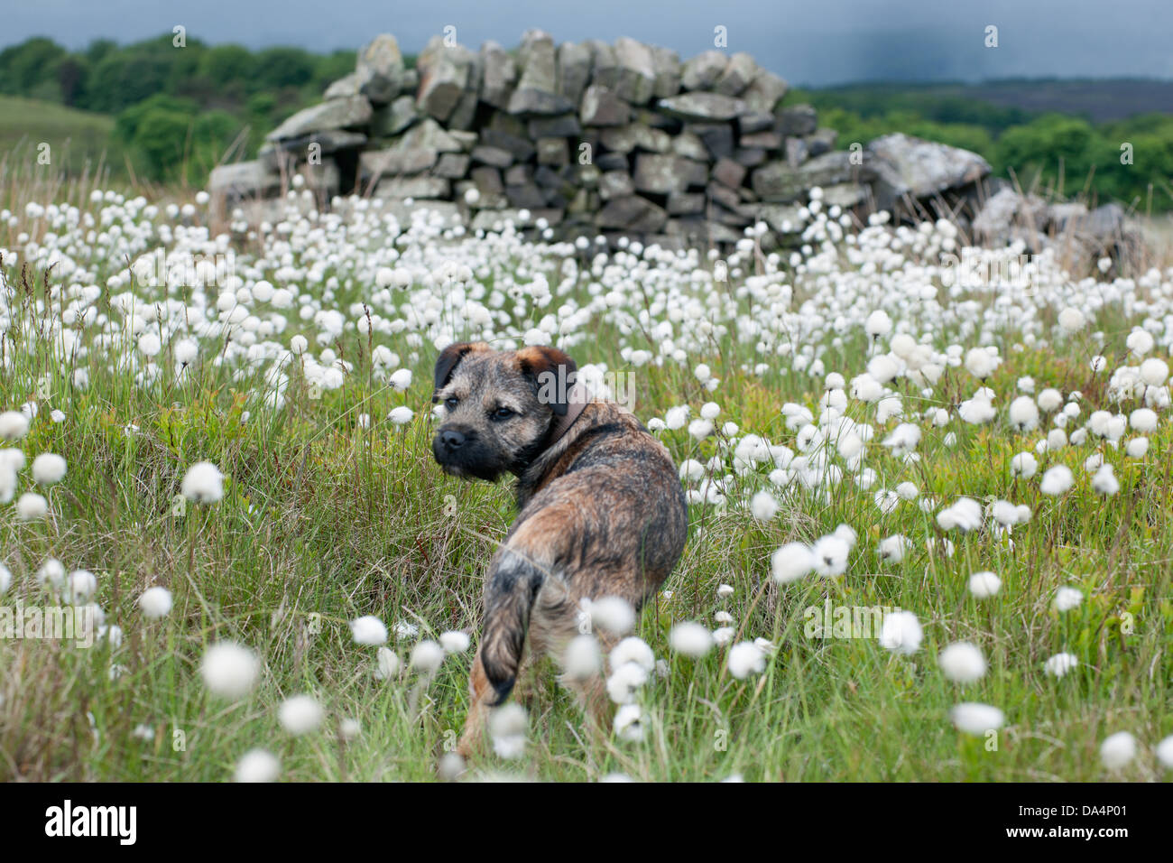 A Border Terrier standing in  cotton grass on wild moorland in Derbyshire Stock Photo