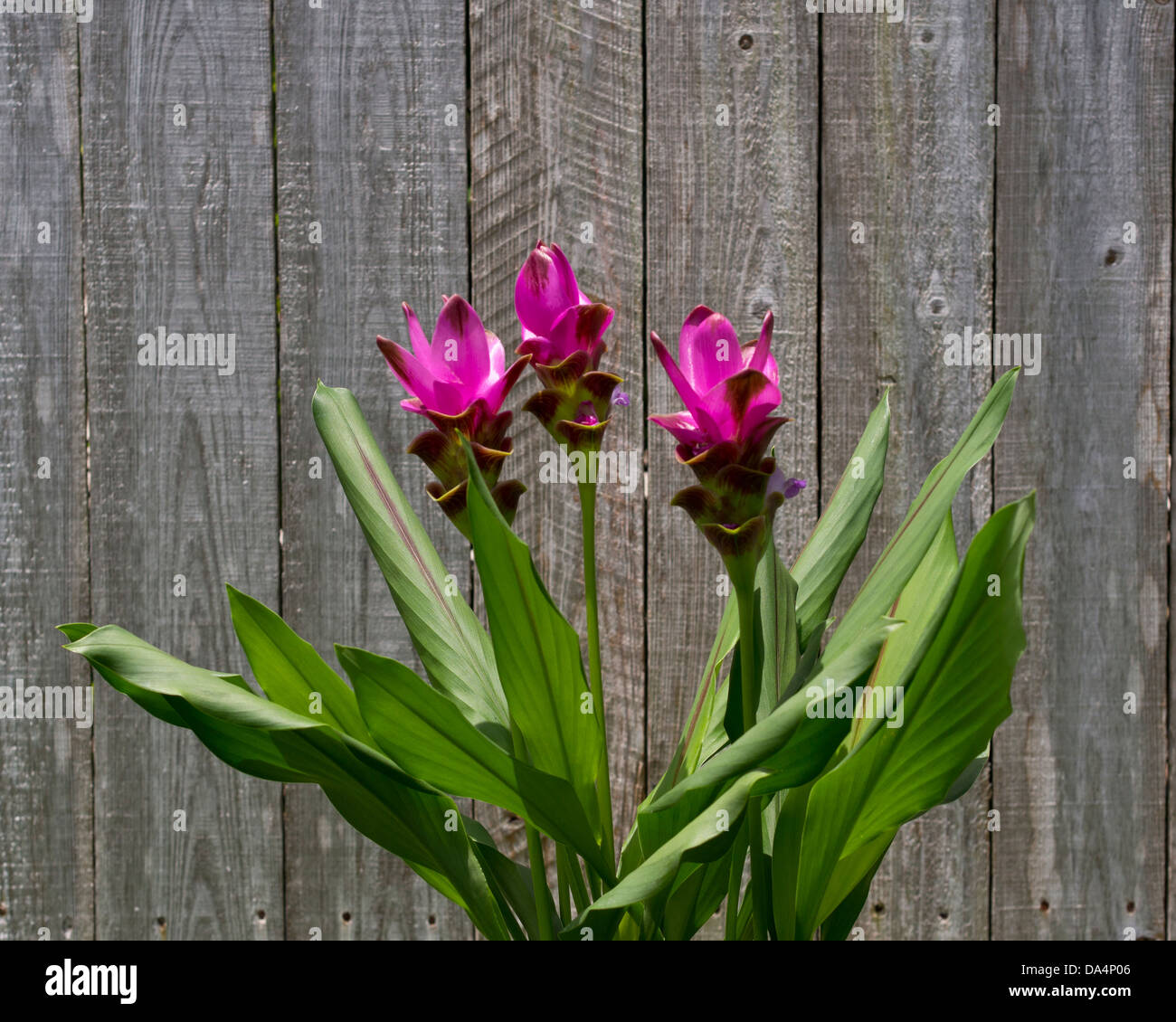 Curcuma flowers hi-res stock photography and images - Alamy