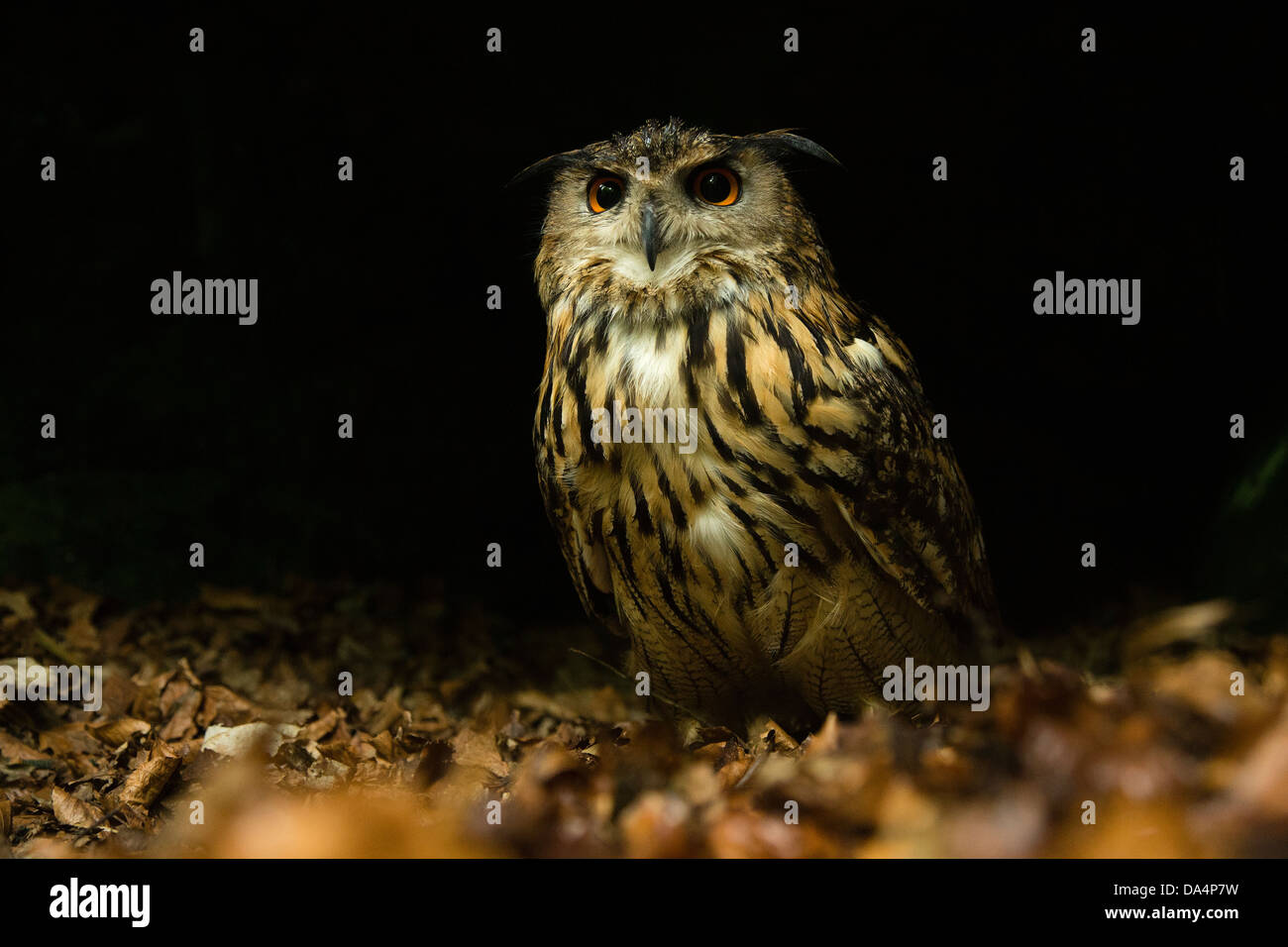 Eurasian Eagle Owl (Bubo Bubo) on a forest floor at night Stock Photo