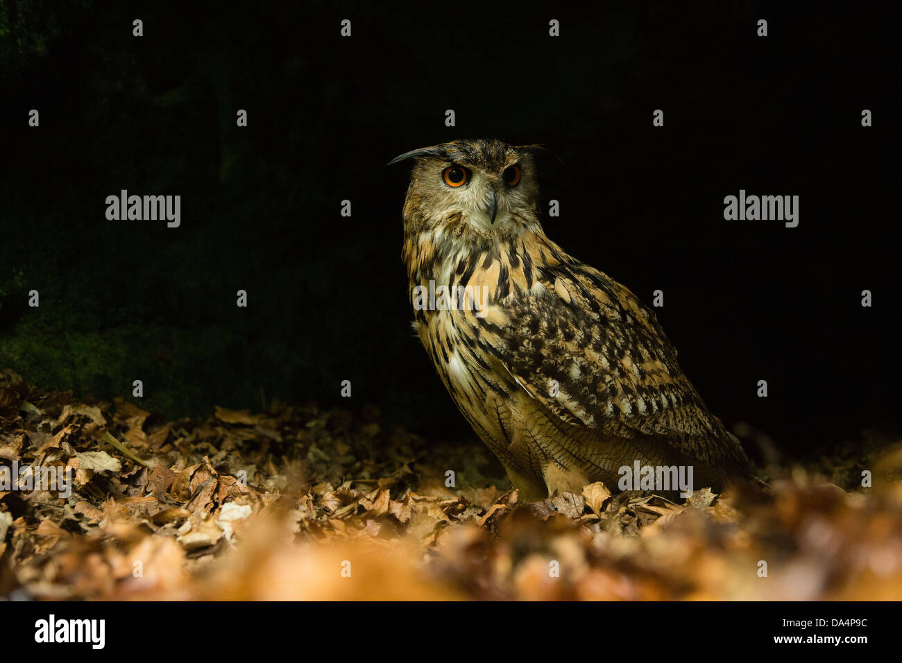 Eurasian Eagle Owl (Bubo Bubo) on a forest floor at night Stock Photo