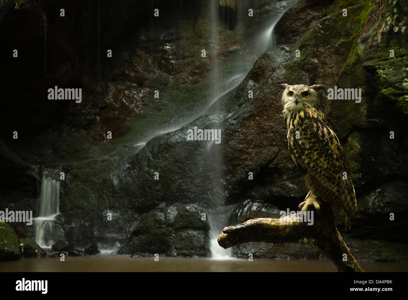 Eurasian Eagle Owl (Bubo Bubo) perched in front of a waterfall Stock Photo