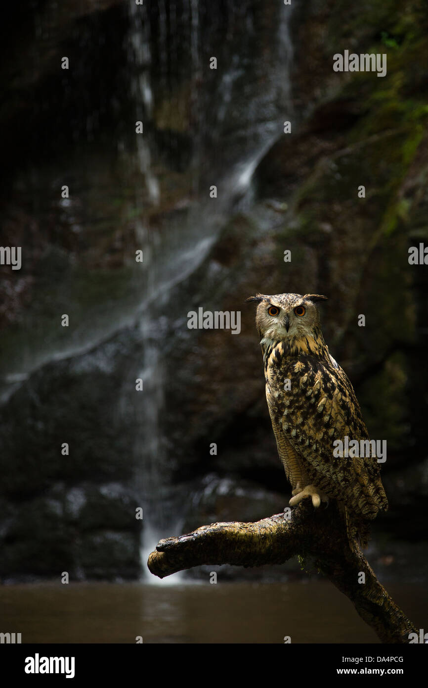 Eurasian Eagle Owl (Bubo Bubo) perched in front of a waterfall Stock Photo