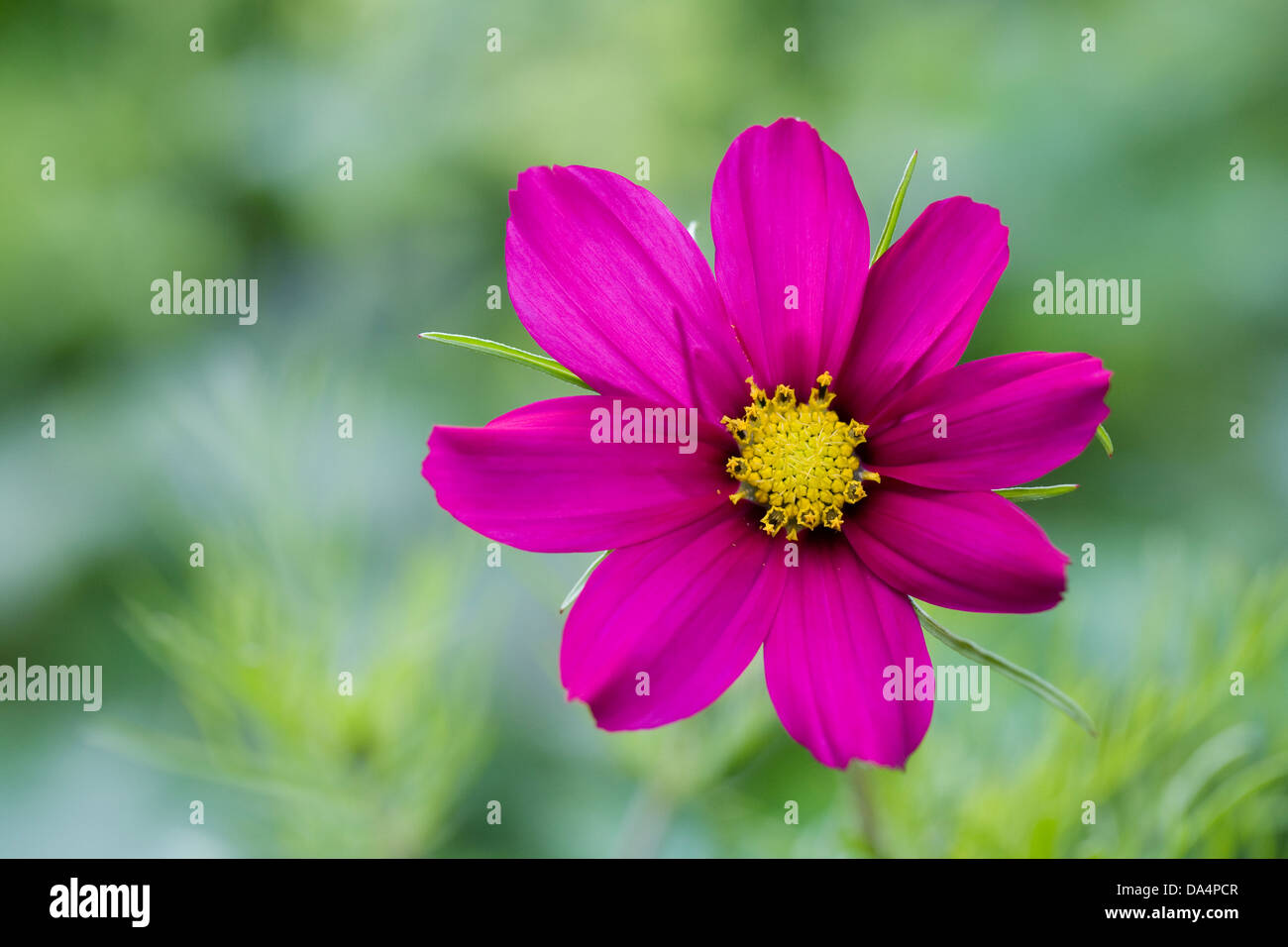 Cosmos bipinnatus flower. Stock Photo