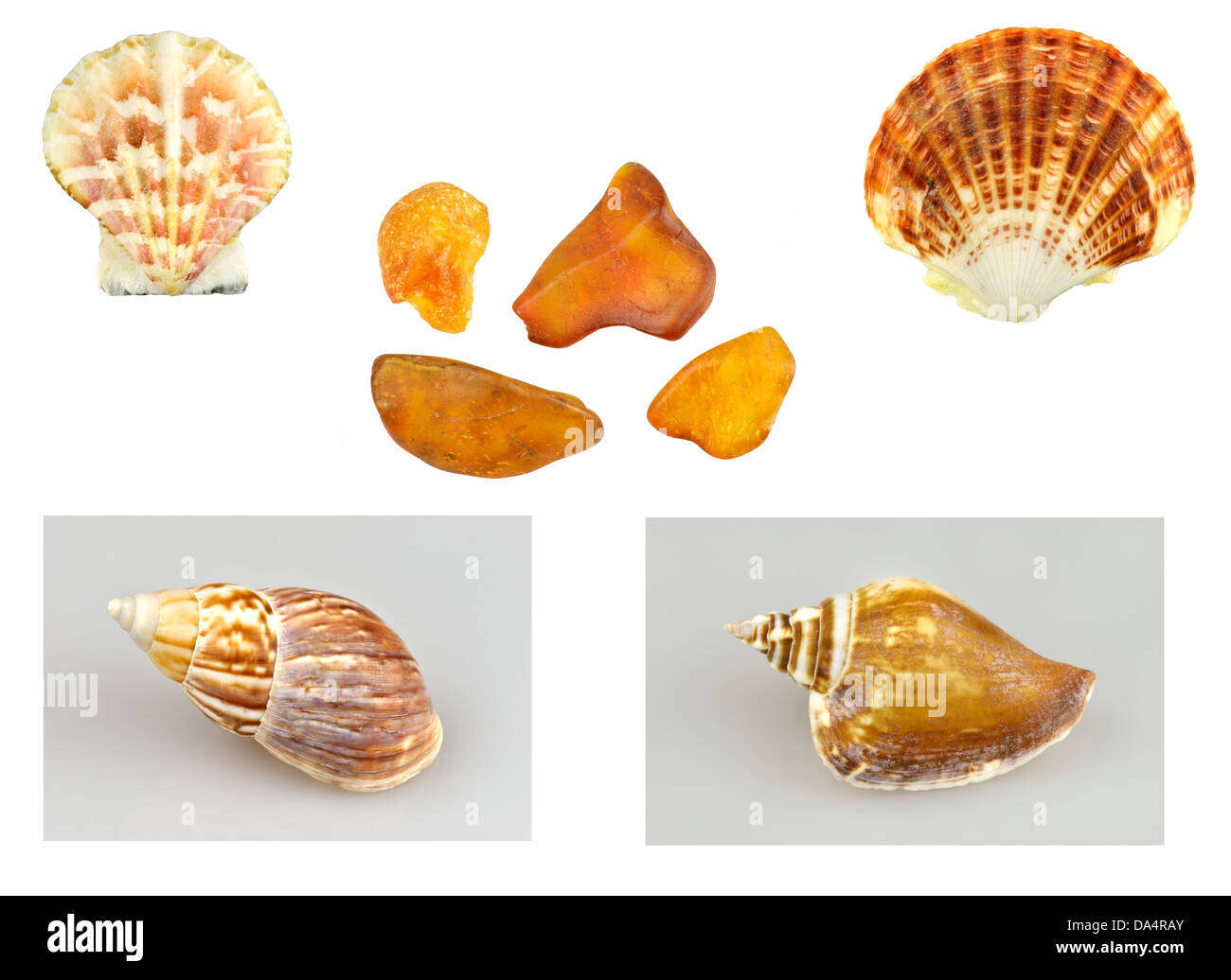 shells, snails and amber Stock Photo - Alamy
