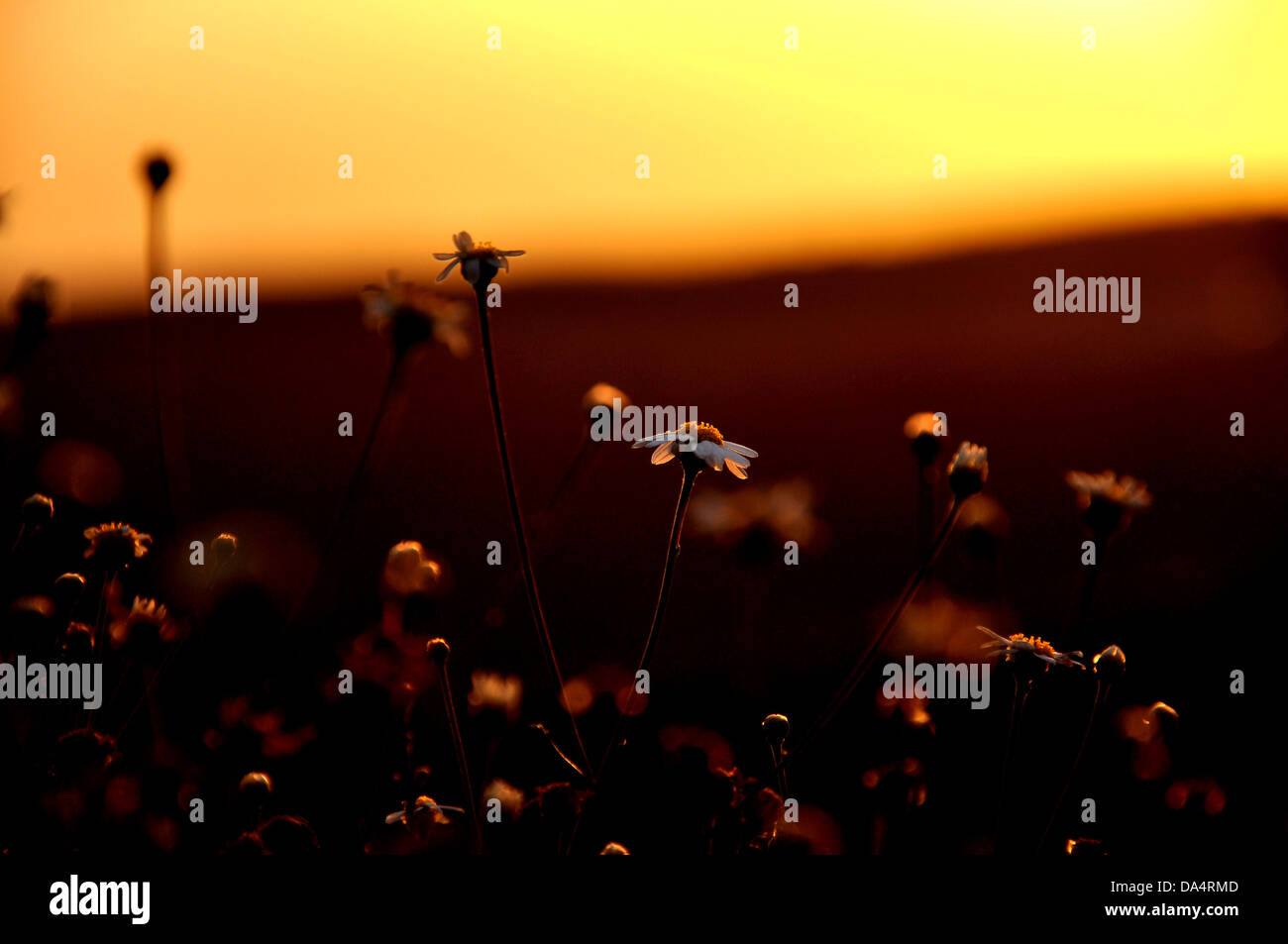 margaritas at sunset Stock Photo