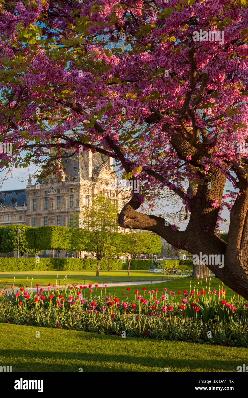 Spring evening in Jardin des Tuileries with Musee du Louvre beyond, Paris France Stock Photo