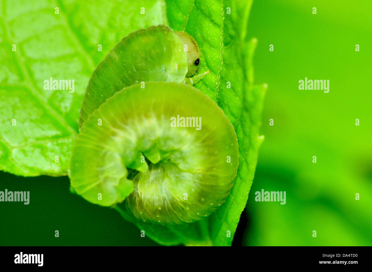 A macro closeup of a Caterpillar curled up on a plant leaf Stock Photo ...