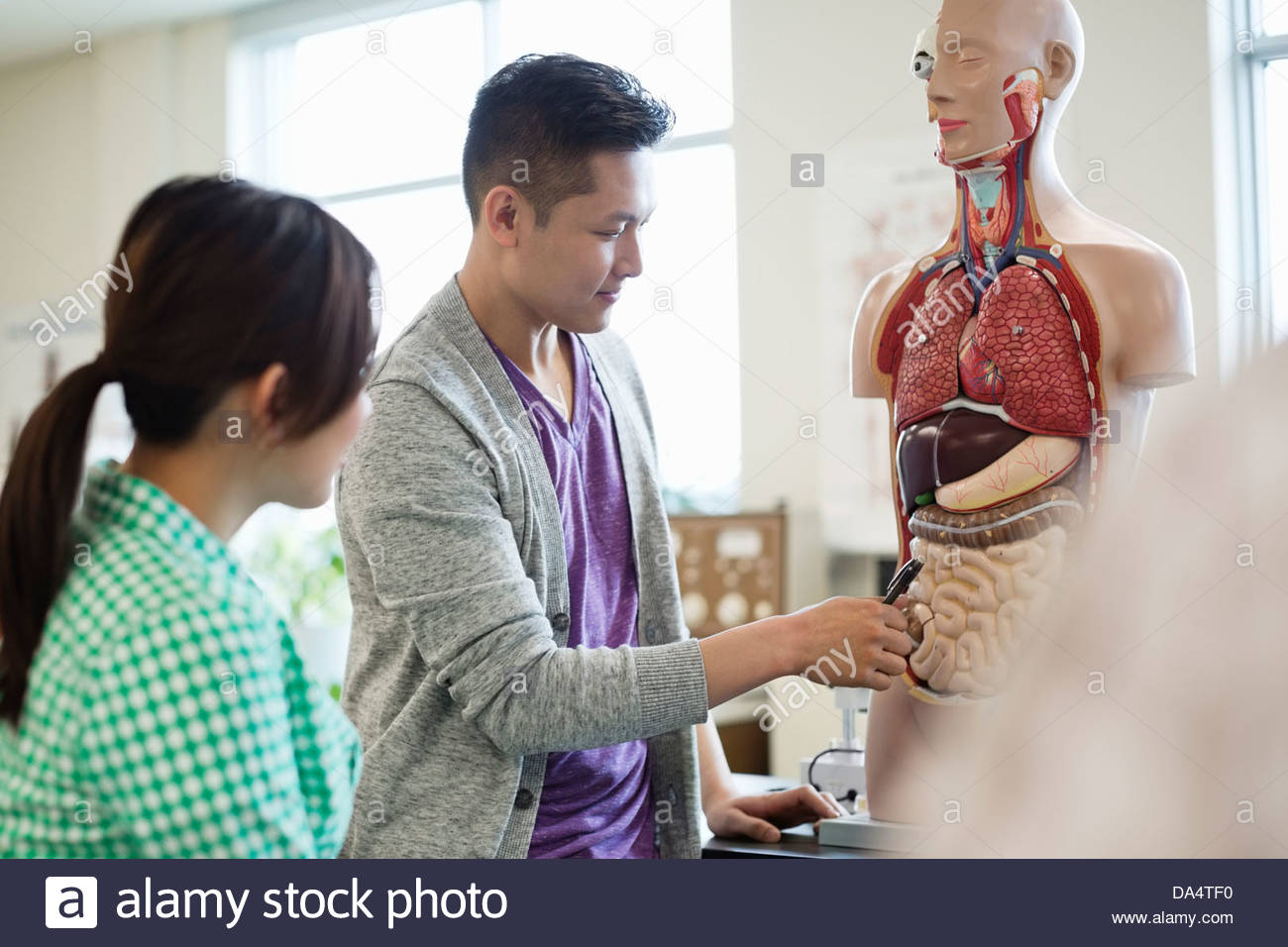 Students learning anatomy in college science lab Stock Photo