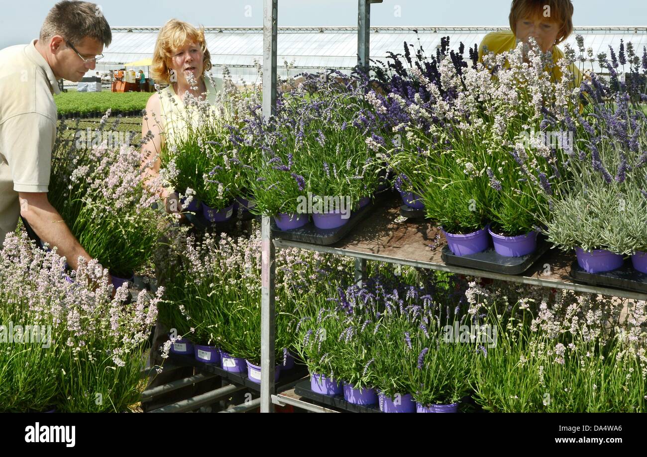Andrea Leiterer (R-L), Sibyll Heber and nursery foreman Hendrik Neubert  prepare lavender plants to be sent at Helix-Pflanzen GmbH in Leipzig,  Germany, 02 July 2013. Around 80,000 English lavender plants in 20