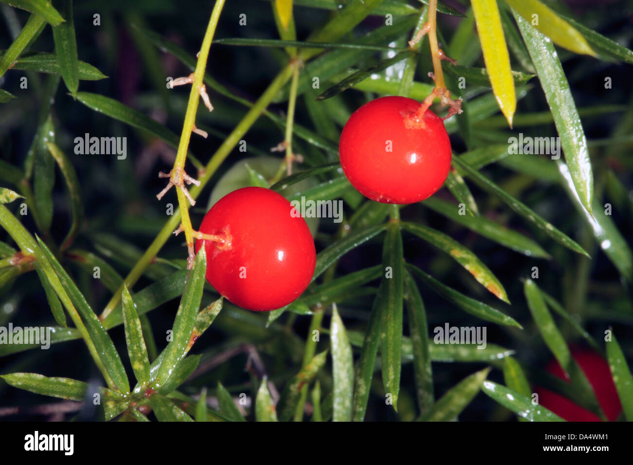 Asparagus/Emerald Fern/Foxtail Shrub/Sprenger Asparagus FruitsAsparagus densiflorus [previously
