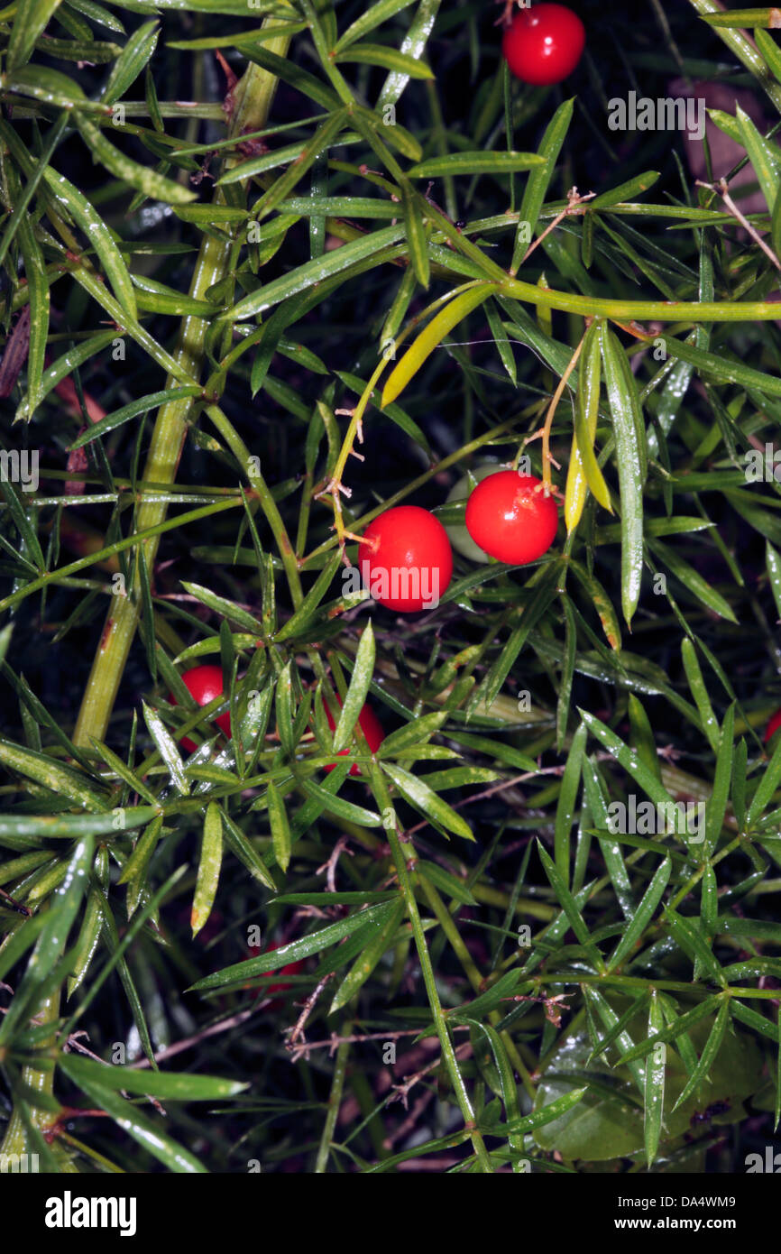 Asparagus/Emerald Fern/Foxtail Shrub/Sprenger Asparagus FruitsAsparagus densiflorus [previously