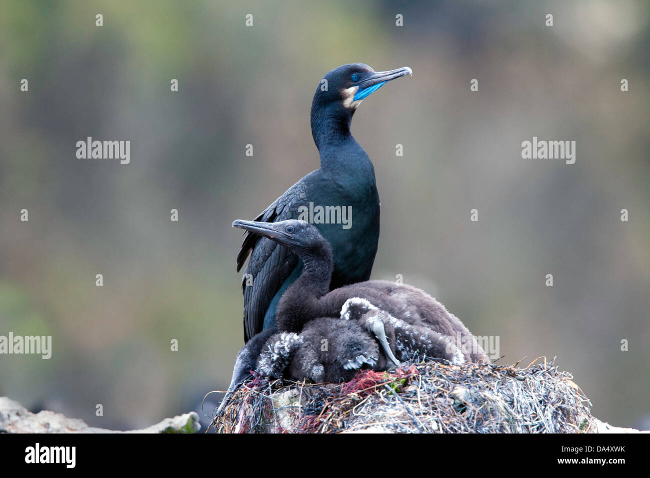 Brandt's Cormorant Phalacrocorax penicillatus Moss Landing, California