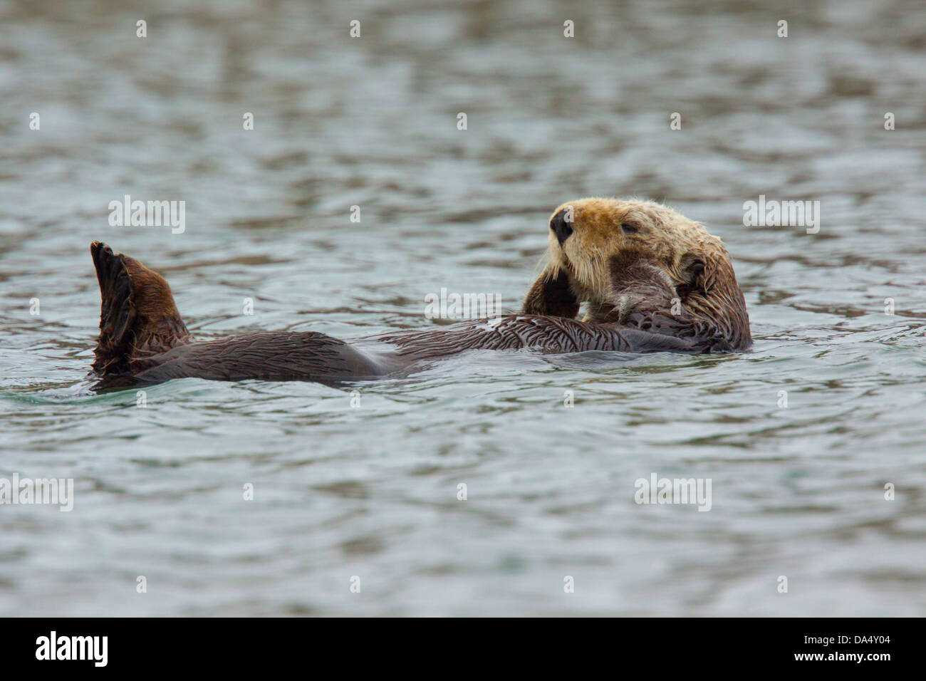 Sea Otter Enhydra lutris Monterey Bay, California, United States 24 June Adult Mustelidae Stock Photo