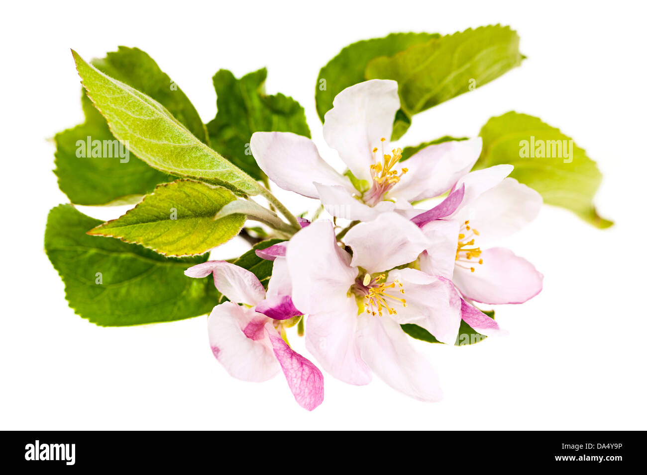 Closeup of pink apple blossoms isolated on white background Stock Photo