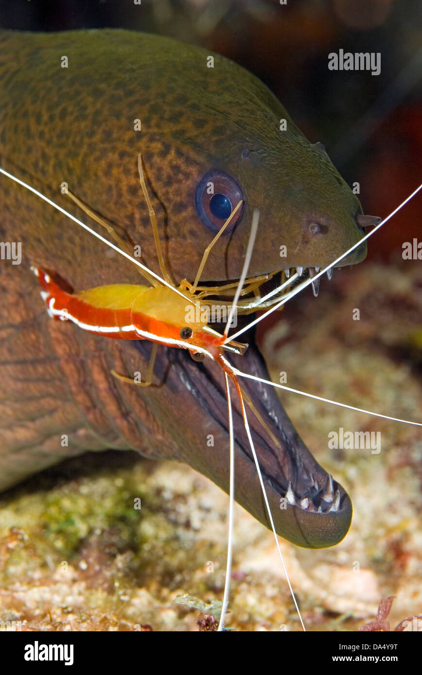 A Giant Moray Eel , Gymnothorax javanicus being cleaned by a cleaner