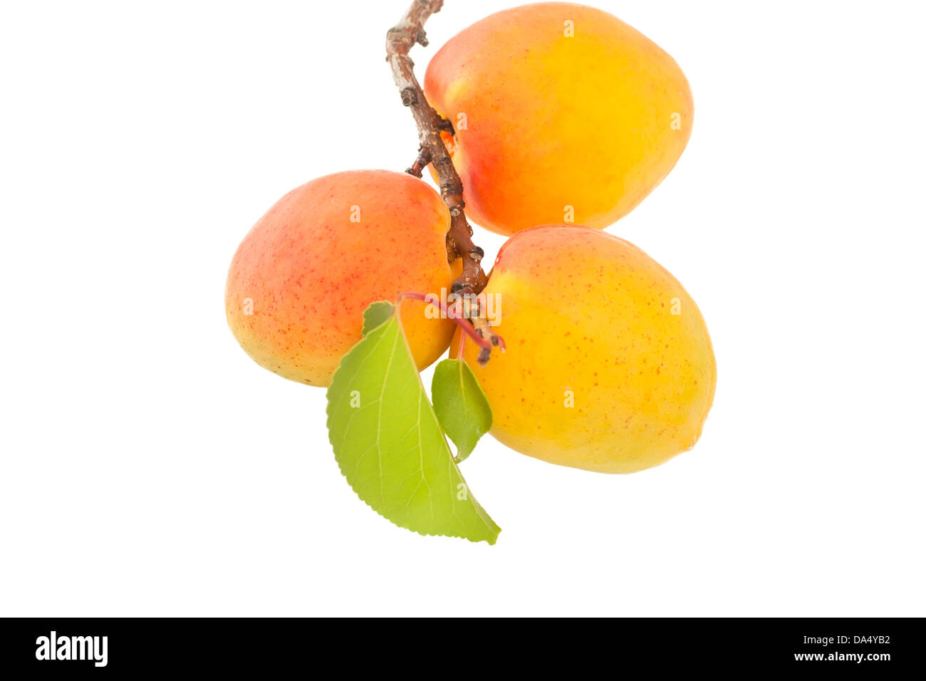 twig with apricots isolated on white background Stock Photo - Alamy