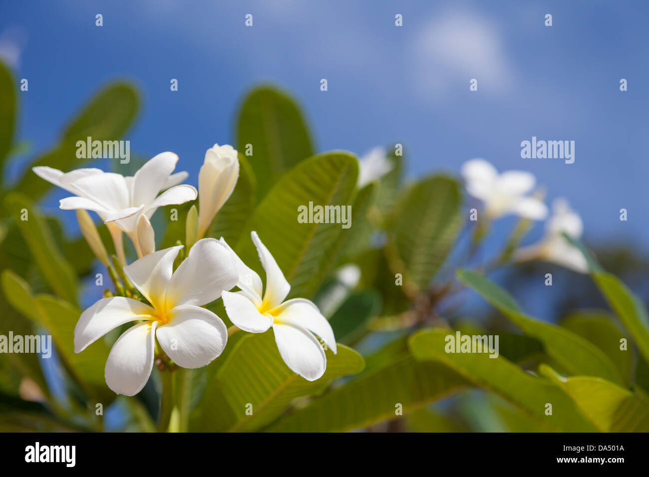 Champei hi-res stock photography and images - Alamy Champei hi-res stock photography and images - Alamy