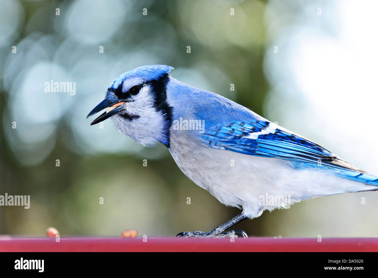 Closeup of blue jay bird eating peanuts Stock Photo