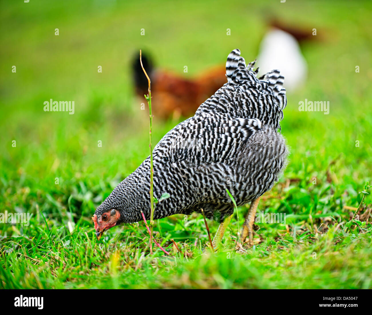 Free range happy chickens feeding on green grass in pasture Stock Photo Alamy