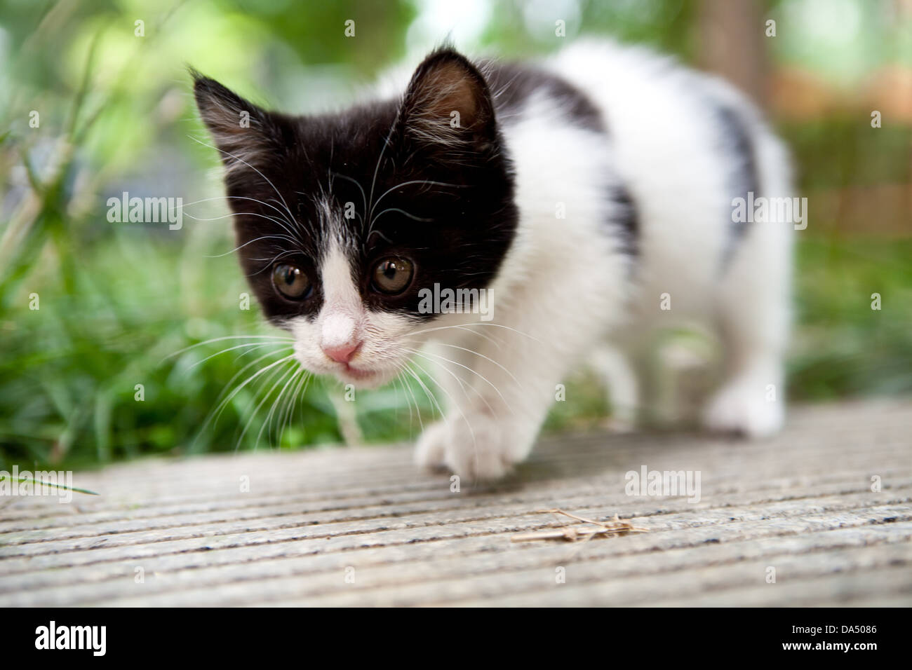 Background blur ,little cat was walking on the corridor Stock Photo - Alamy