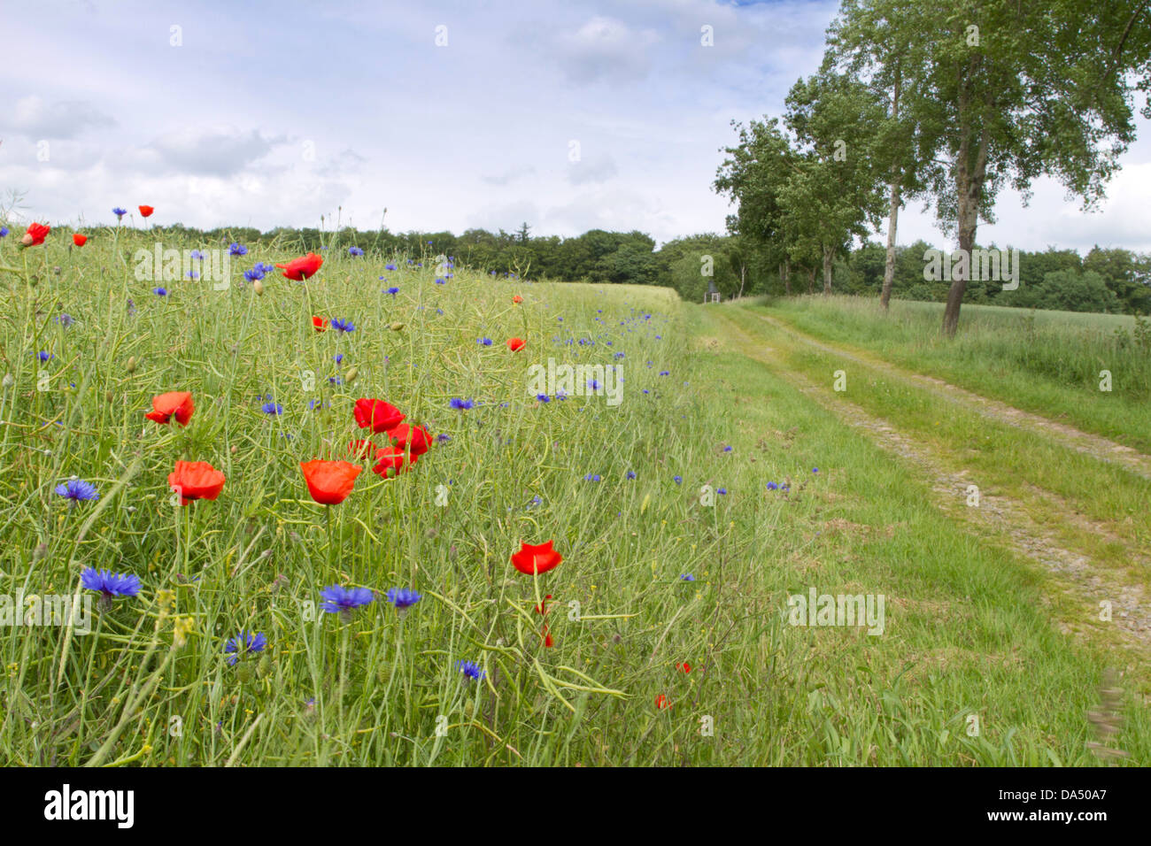 Poppies and cornflowers bring a sense of colour a field of barley as an informal avenue of trees leads the eye to the woods Stock Photo