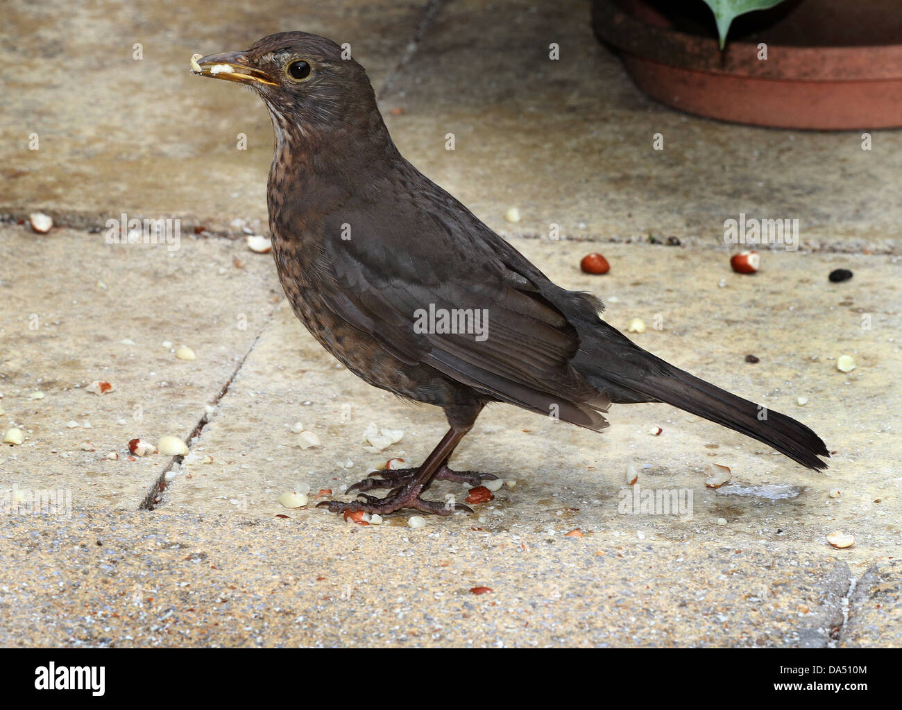 Female Blackbird. Stock Photo