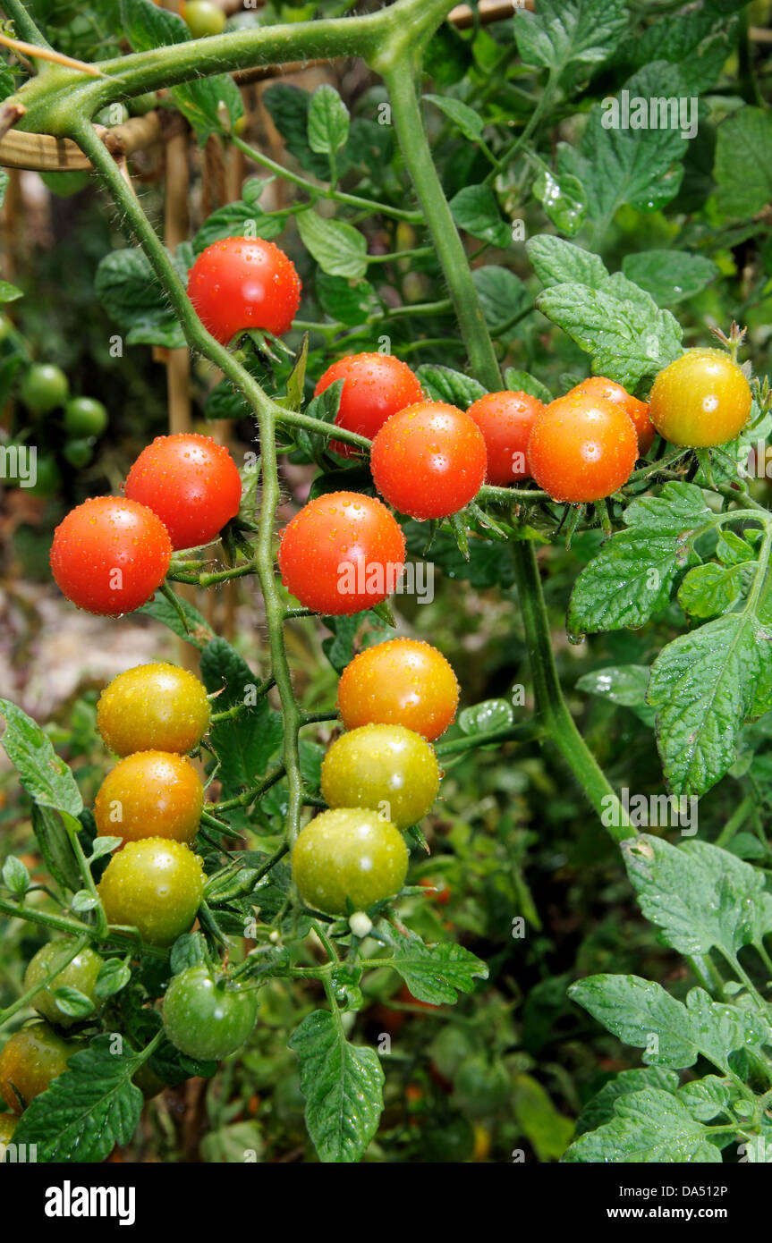 Ripe Sweet Million cherry tomatoes on plant (Sweet Million), Andalucia, Spain, Western Europe. Stock Photo