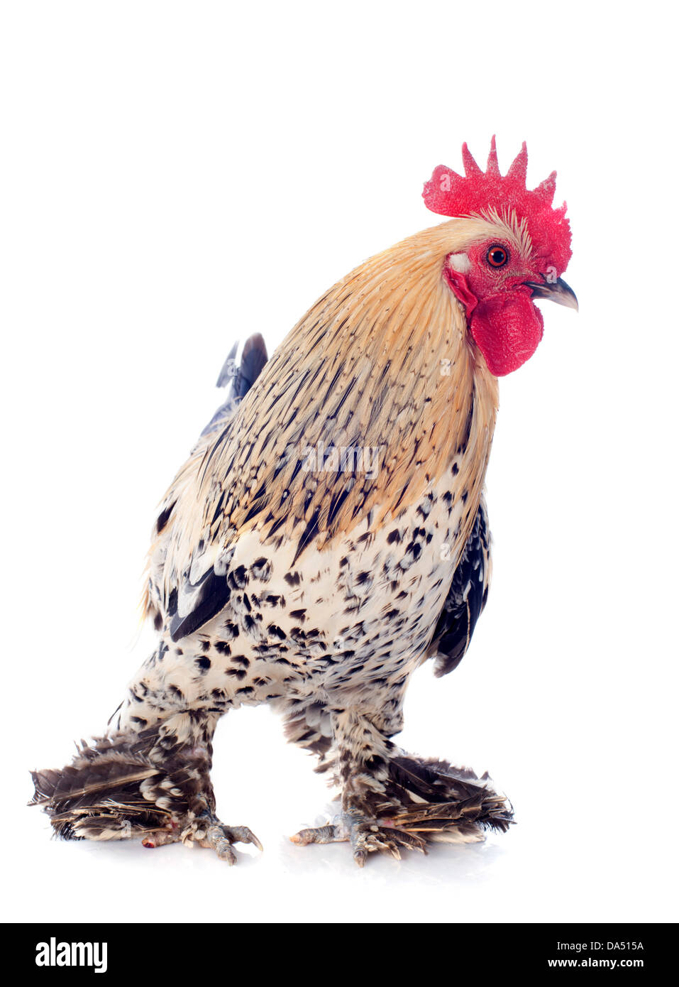 whiting bantam rooster set他 Whiting Bantam Rooster Cape - Grizzly - Galloup's Slide Inn