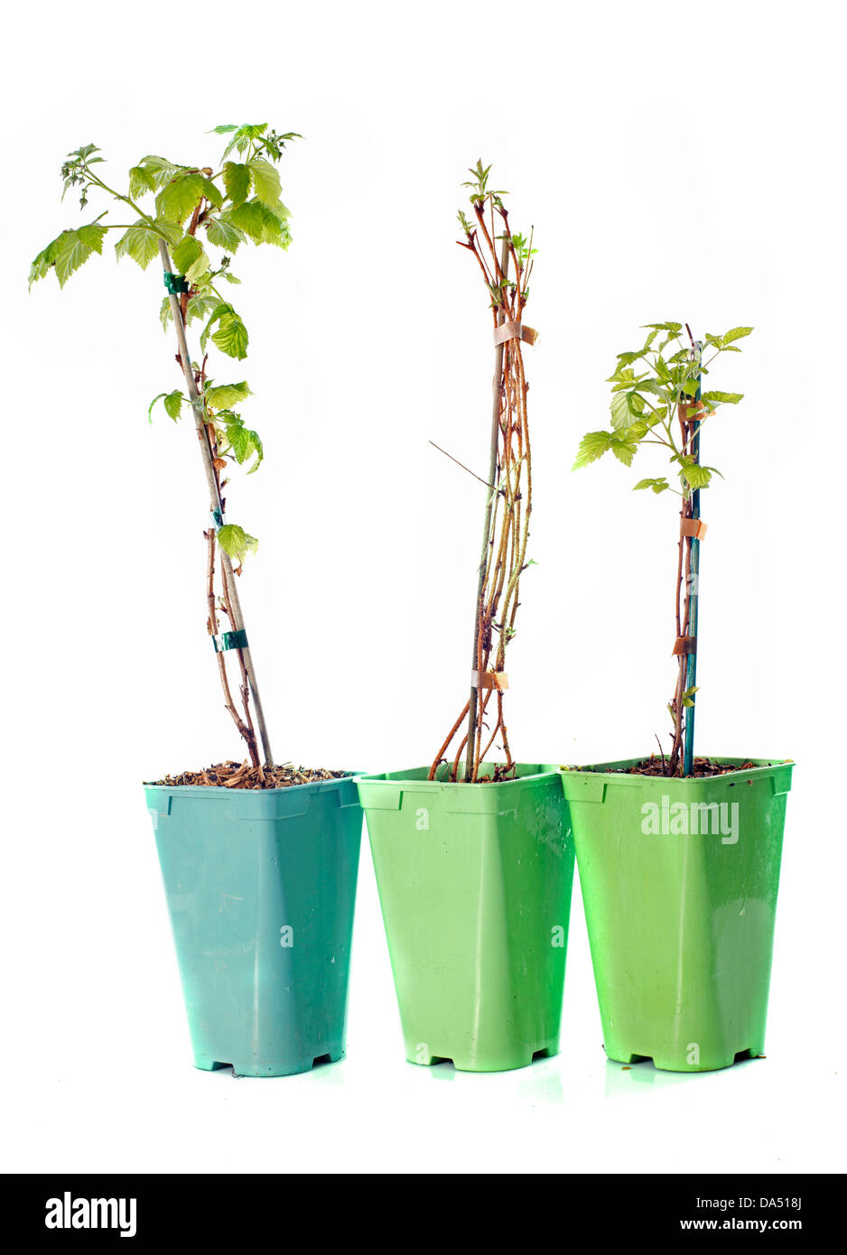 raspberries in pot in front of white background Stock Photo Alamy