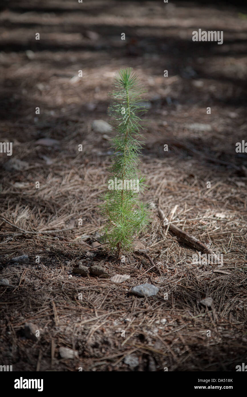 Single pine tree on forest floor, Stock Photo