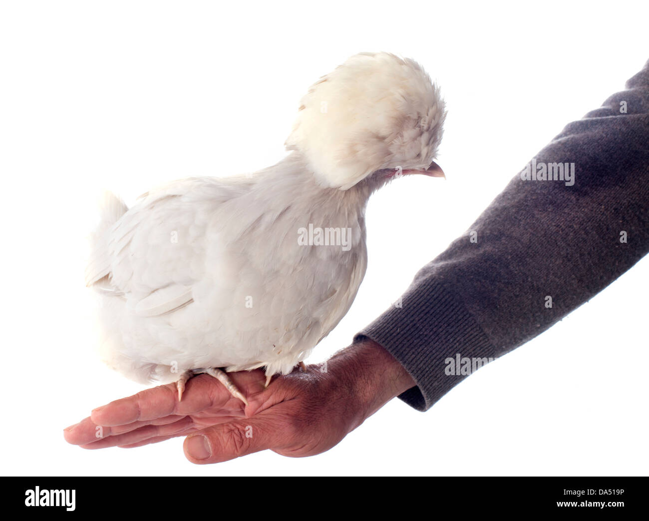 beautiful dutch bantam on a white background Stock Photo - Alamy