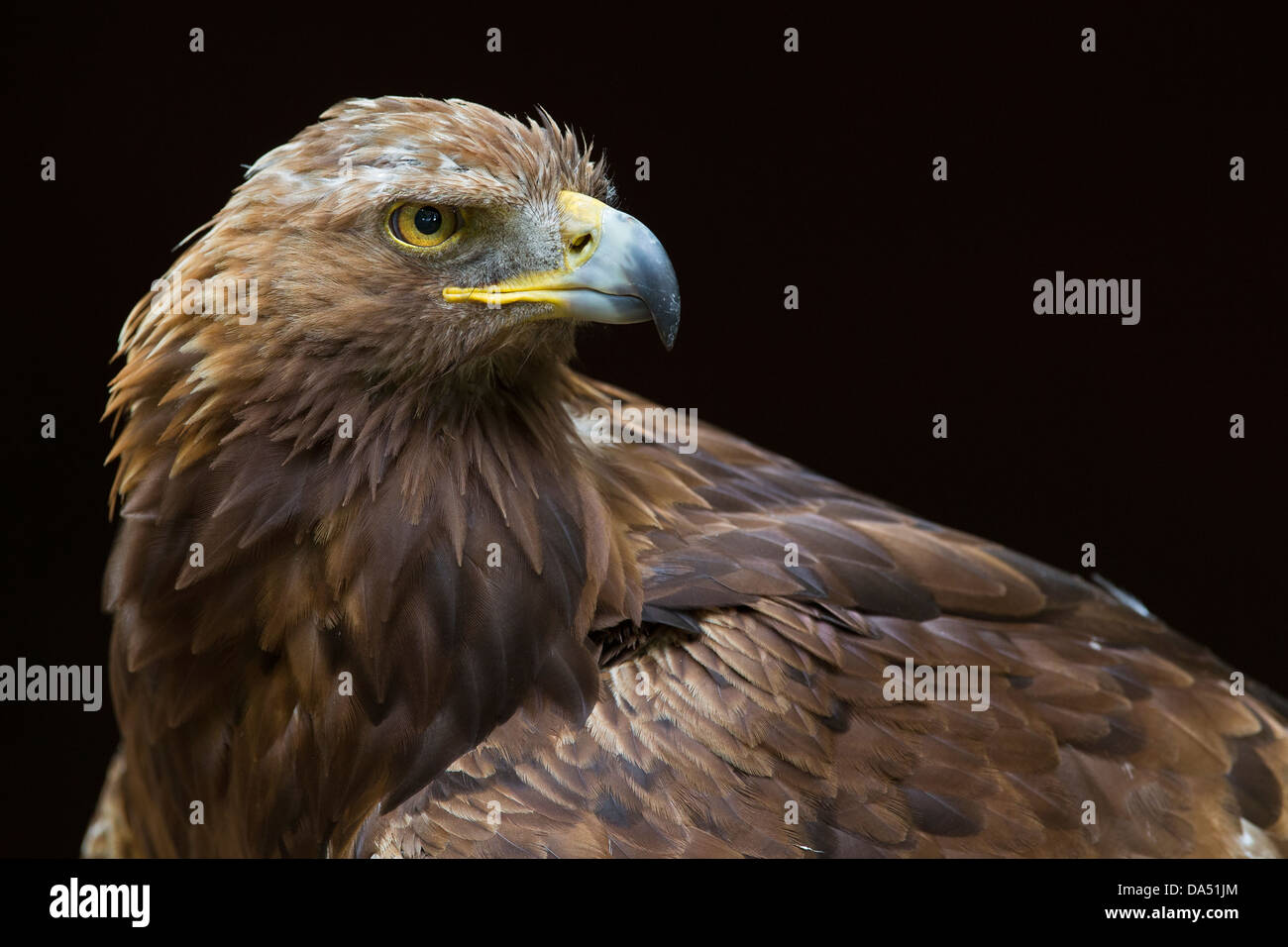 Portrait of a Golden Eagle Stock Photo
