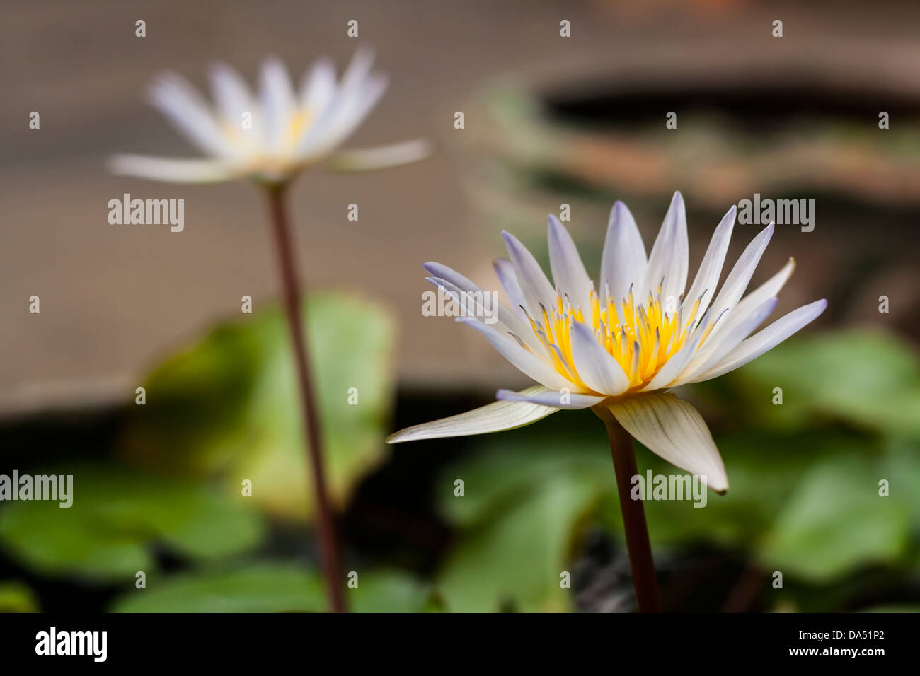 Water lily in the pot beautiful lotus Stock Photo