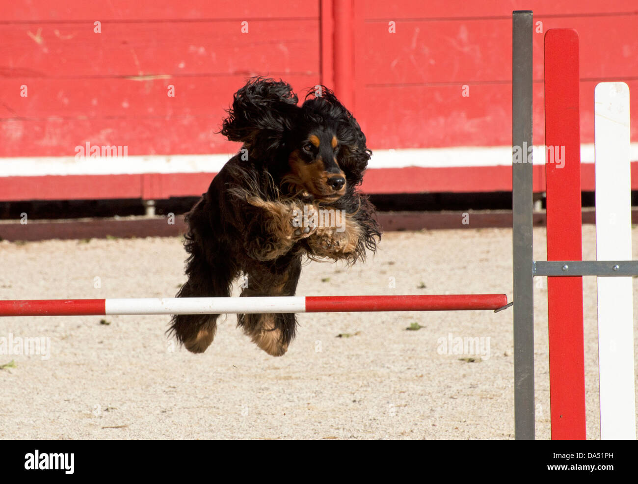 Cocker spaniel in competition hires stock photography and images Alamy