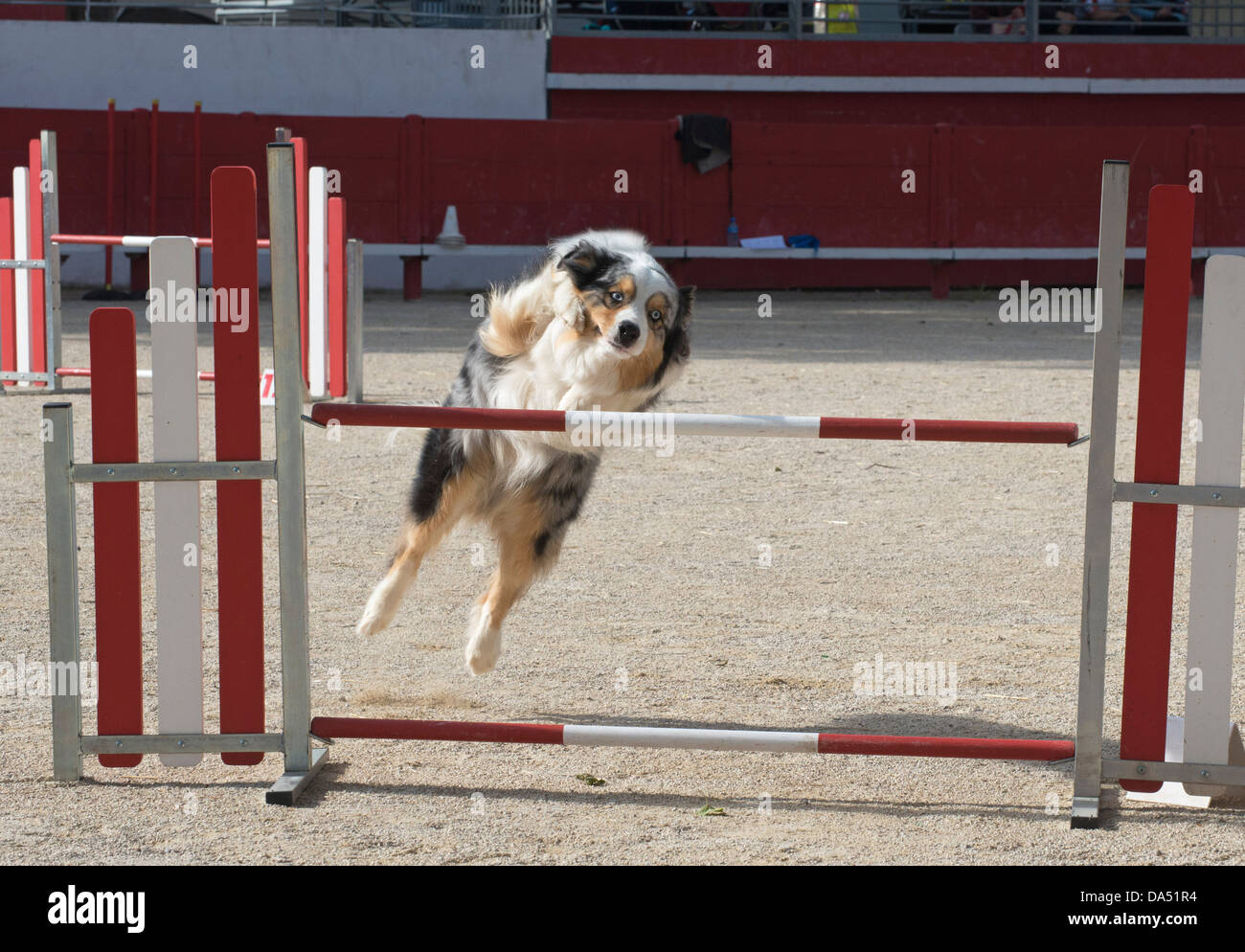 purebred australian shepherd in a competition of agility Stock Photo