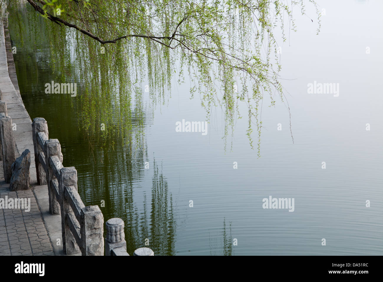 Quiet lake, willow branches touch the lake Stock Photo