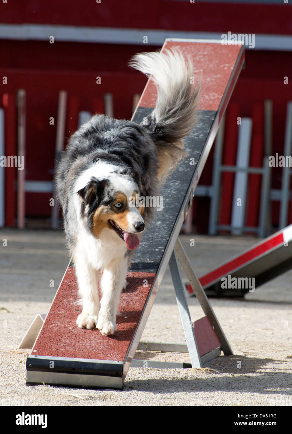 Australian shepherd agility hires stock photography and images Alamy