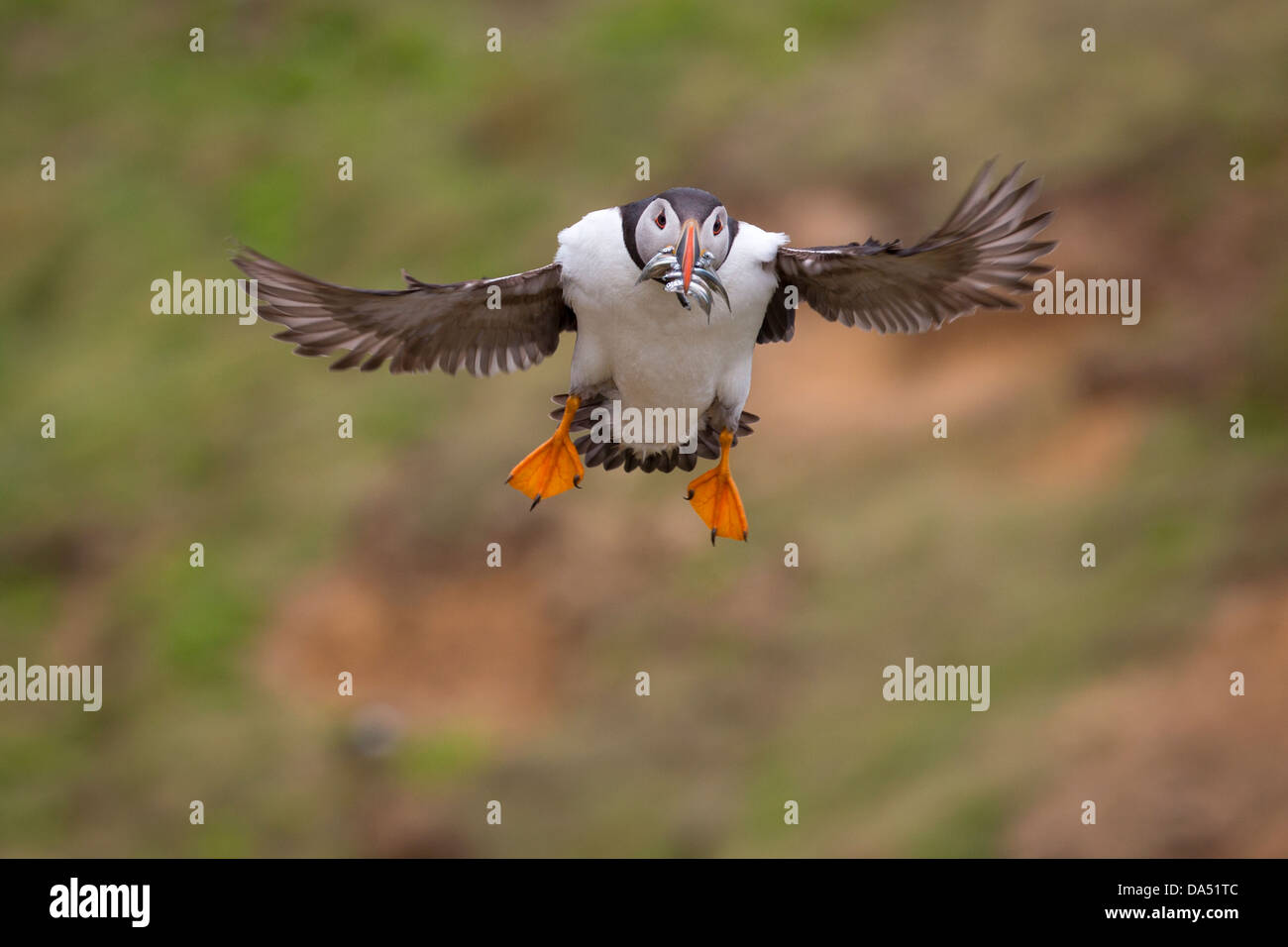 Puffin with sandeels in its beak, landing Stock Photo