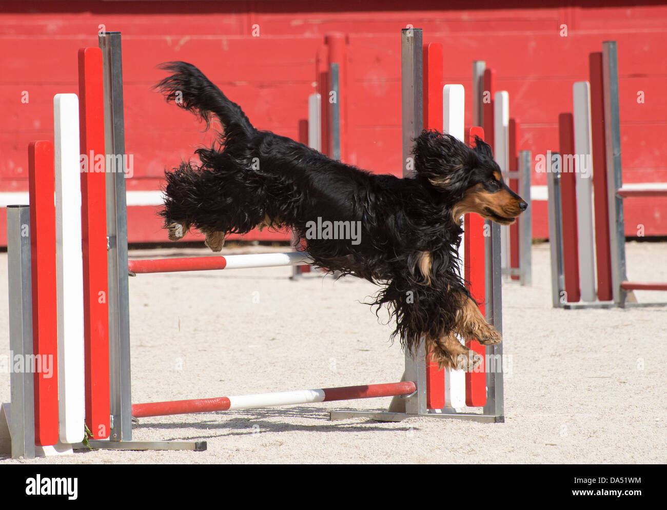 purebred cocker spaniel in a competition of agility Stock Photo Alamy