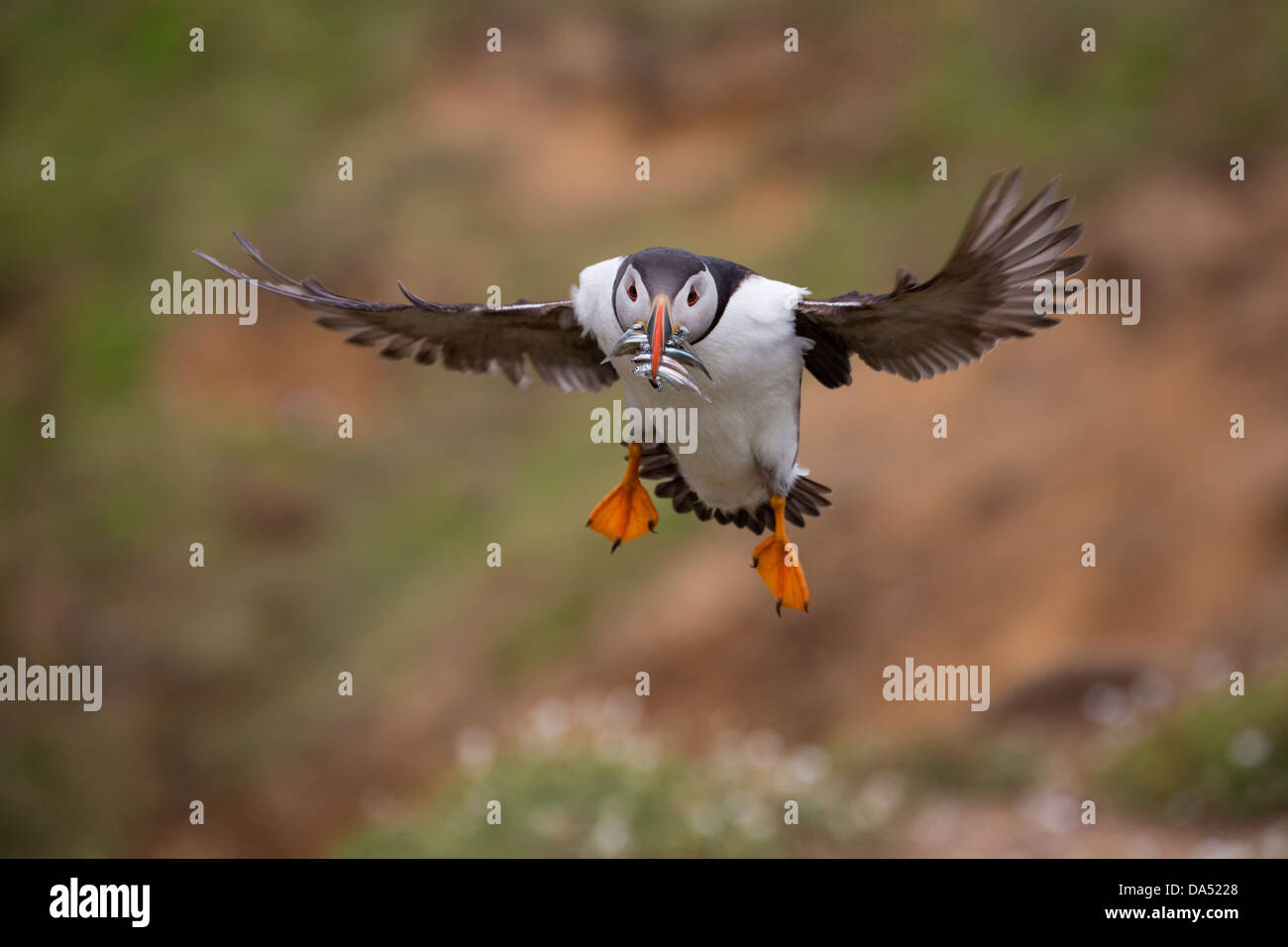 Puffin with sandeels in its beak, landing Stock Photo