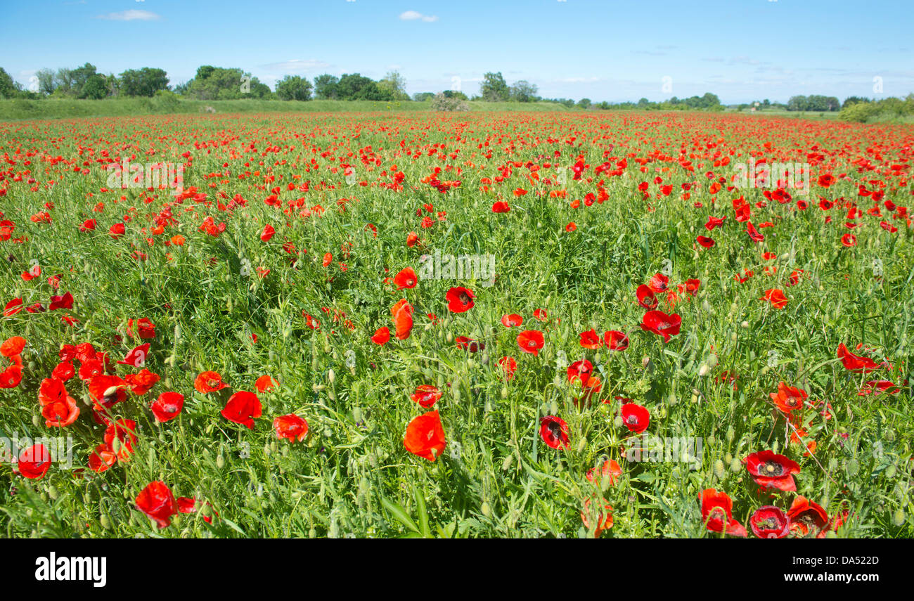 field of poppies, a day of spring Stock Photo - Alamy