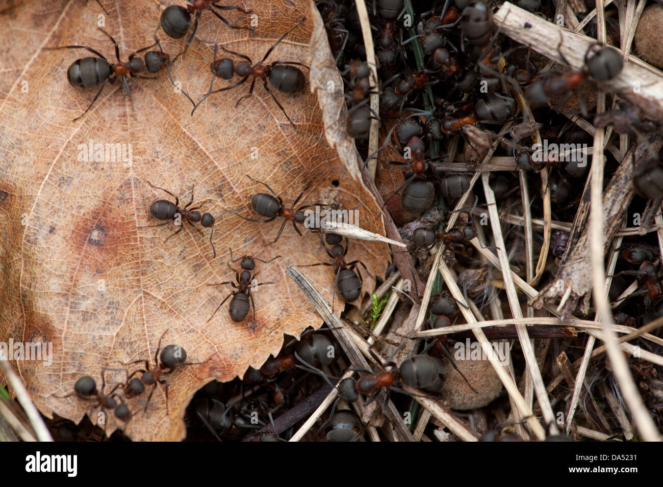 A colony of red wood ants are busy gathering seeds for the food store Stock Photo