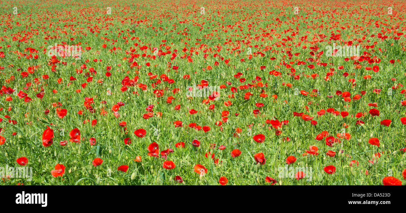 field of poppies, a day of spring Stock Photo - Alamy