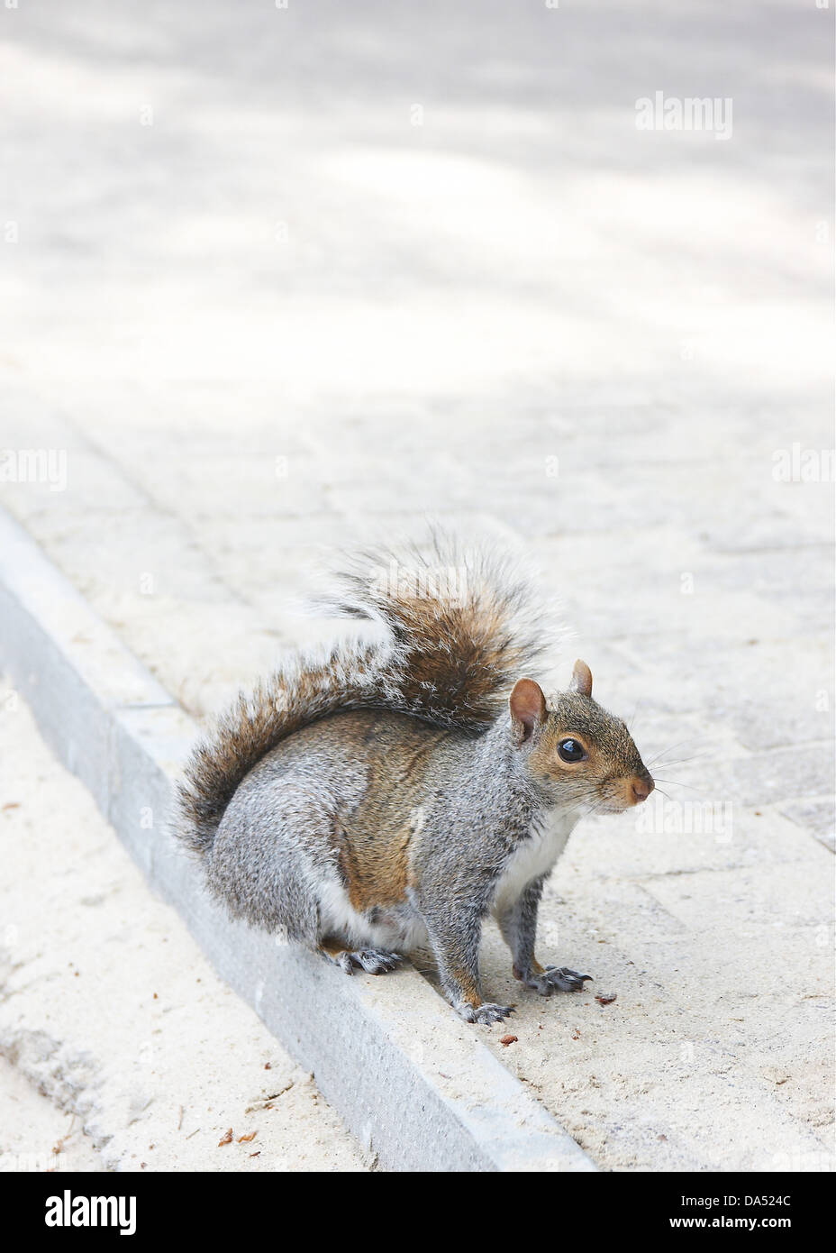 Portrait of a grey squirrel, sat on pavement, taken at Center parcs, Longleat, UK. Stock Photo