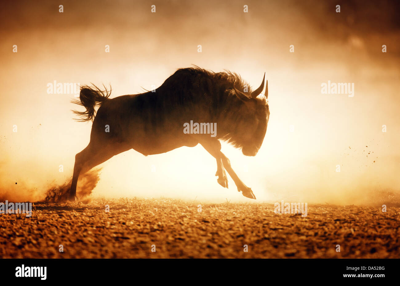 Blue wildebeest running in dust - Kalahari desert - South Africa Stock Photo